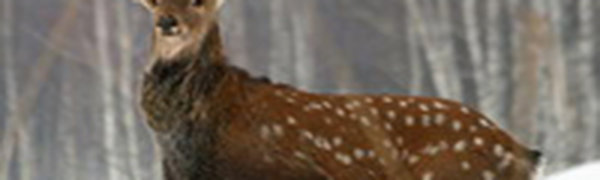 В Сихотэ-Алинском заповеднике увеличилась численность пятнистых оленей