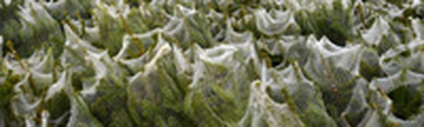 Два десятка 