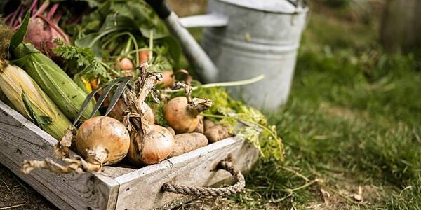 Переувлажнение почвы грозит приморцам потерей урожая