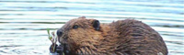 Белорусские спасатели отогнали бобра от уборщицы Дома культуры водометом