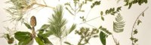 Гербарии могут спасти человечество в случае биологической катастрофы