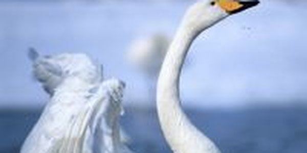 Первые лебеди вернулись на Сахалин из теплых стран