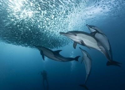 Южные дельфины селятся на север