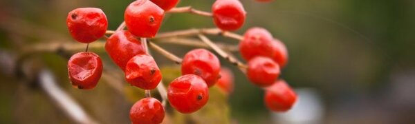 Неустойчивая погода будет в Приморье в начале следующей недели