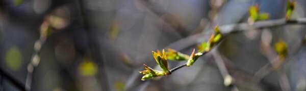 Погода в Приморье на этой неделе удивит