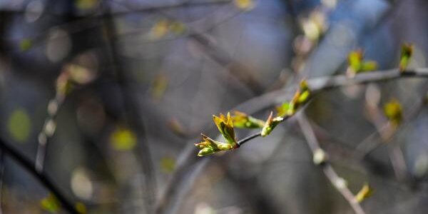 Погода в Приморье на этой неделе удивит