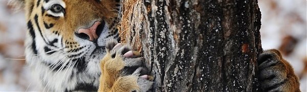 Тигр Амур отметил своё совершеннолетие тортом из фарша (ВИДЕО)