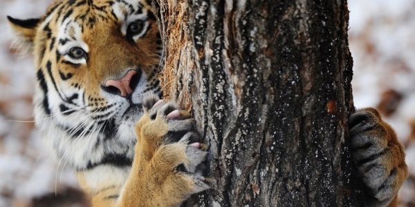 Тигр Амур отметил своё совершеннолетие тортом из фарша (ВИДЕО)