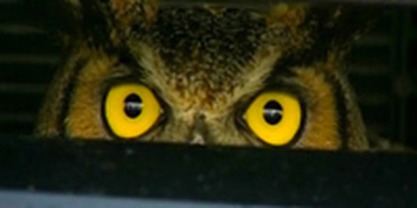 Сова сутки просидела за решеткой радиатора машины