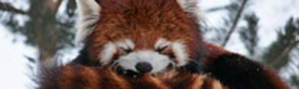 Поднимаем настроение: Красная панда