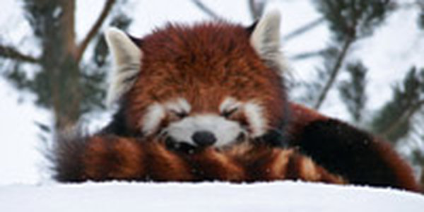 Поднимаем настроение: Красная панда