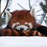 Поднимаем настроение: Красная панда