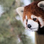 Поднимаем настроение: Красная панда