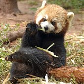 Поднимаем настроение: Красная панда