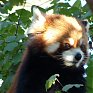 Поднимаем настроение: Красная панда