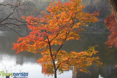 Синоптики опубликовали прогноз погоды на ноябрьские праздники в Приморье и Владивостоке
