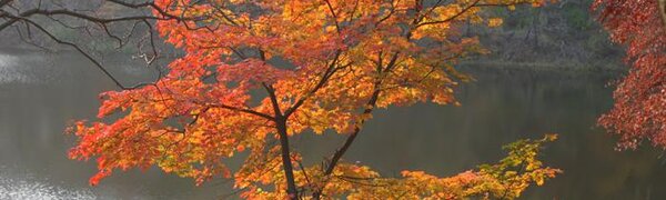 Синоптики опубликовали прогноз погоды на ноябрьские праздники в Приморье и Владивостоке