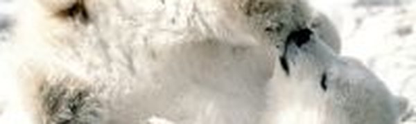 Coca-Cola поменяет цвет, чтобы помочь белым медведям