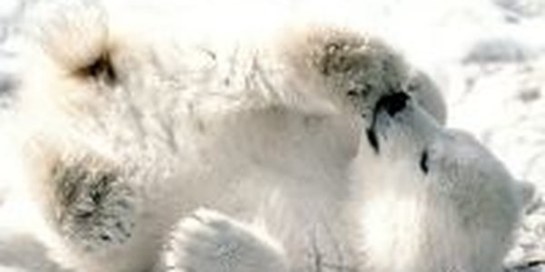 Coca-Cola поменяет цвет, чтобы помочь белым медведям