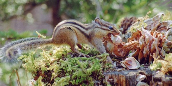 До +17 прогреется воздух в Приморье в четверг