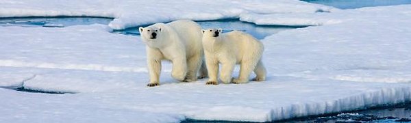 Режим ЧС введён на Новой Земле из-за нашествия белых медведей