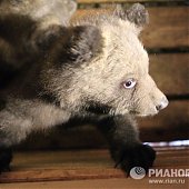 «Медвежьи няньки»: Как экологи спасают грудных медвежат (ФОТО) 