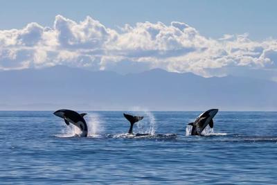 Учёные опубликовали видео освобождения косаток и белух из «китовой тюрьмы»
