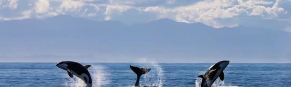 Учёные опубликовали видео освобождения косаток и белух из «китовой тюрьмы»