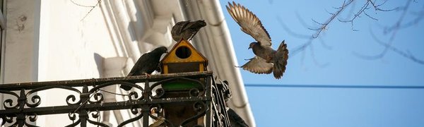 Владивосток ждёт тёплая и бесснежная неделя