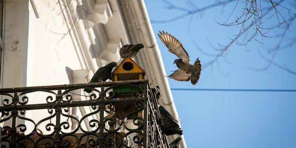 Владивосток ждёт тёплая и бесснежная неделя