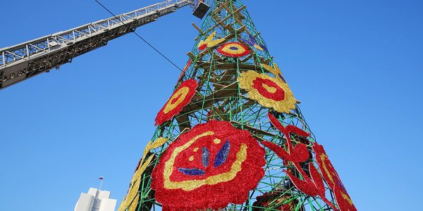 Монтаж главной ёлки завершается во Владивостоке