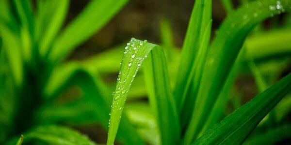 Небольшие дожди пройдут местами в Приморье в среду