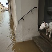 Животные во время наводнения в Европе