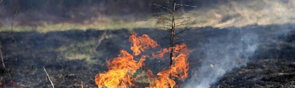 С начала года в Приморье произошло 23 лесных пожара