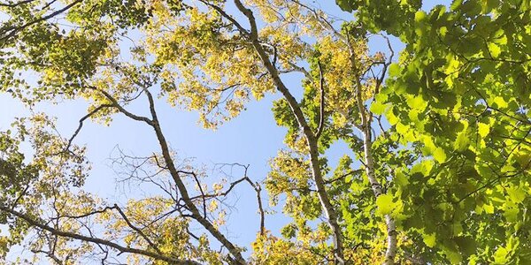 Минувший сентябрь назван самым тёплым за всю историю наблюдений