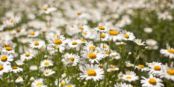 Континентальные районы Приморья окутал июльский зной