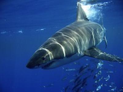 Нападение акулы на человека: новая жертва
