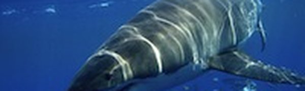 Нападение акулы на человека: новая жертва