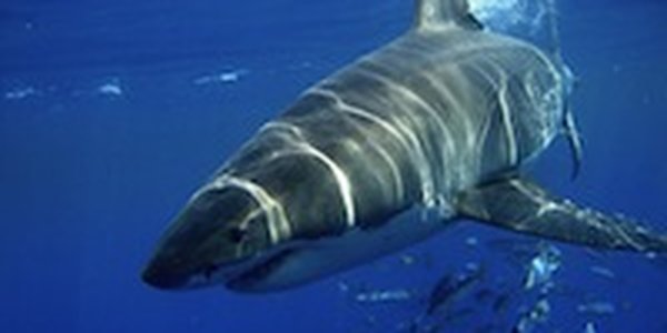 Нападение акулы на человека: новая жертва