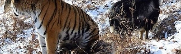 Тигра Амура и козла Тимура расселили из-за самки