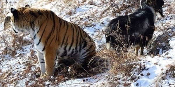 Тигра Амура и козла Тимура расселили из-за самки