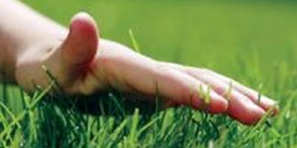 Городские газоны вредят экологии