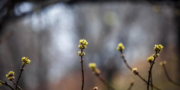 Прошедшие в Приморье дожди понизили пожароопасность до 1 класса