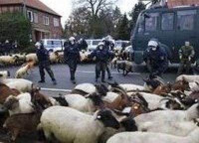 В крупнейшем экологическом протесте приняли участие овцы