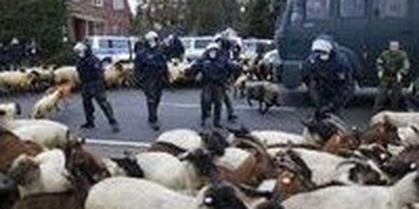 В крупнейшем экологическом протесте приняли участие овцы