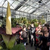 В Бельгии расцвел cамый большой цветок планеты  