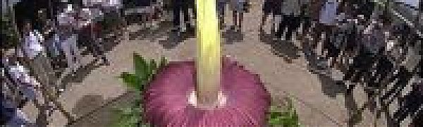 В Бельгии расцвел cамый большой цветок планеты  