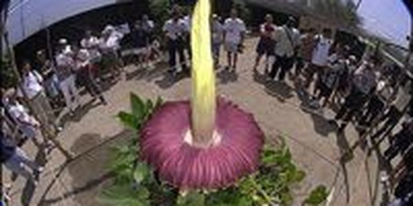 В Бельгии расцвел cамый большой цветок планеты  