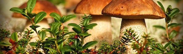 Более 2 тысяч новых видов грибов  обнаружили ученые