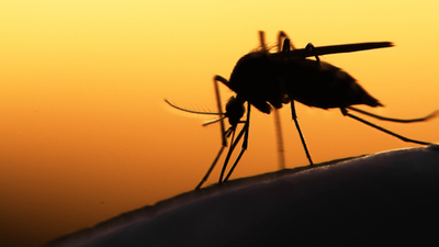 Гены, определяющие «вкус» человека для комаров, открыли ученые